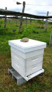 indispensables bee's