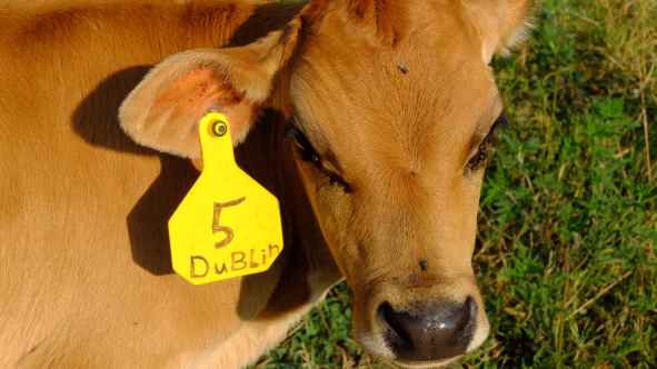 mon veau préféré Dublin