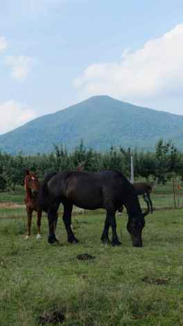 horse and hill