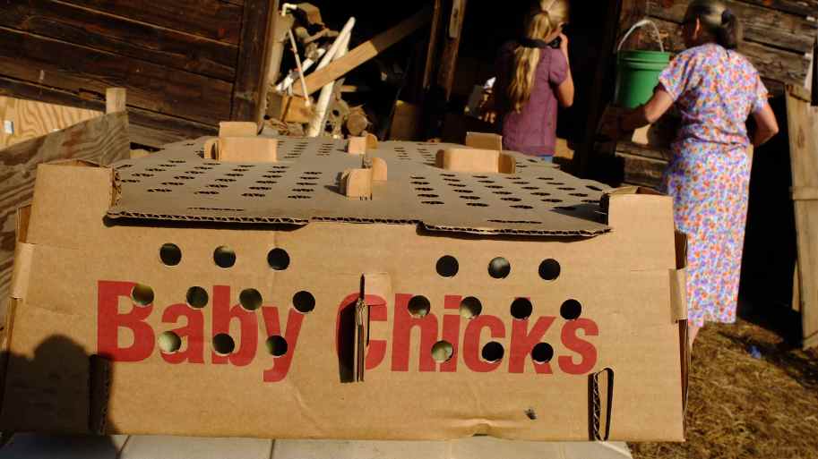 les boîtes de 300 poussins