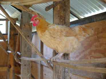 Rita sur son perchoir