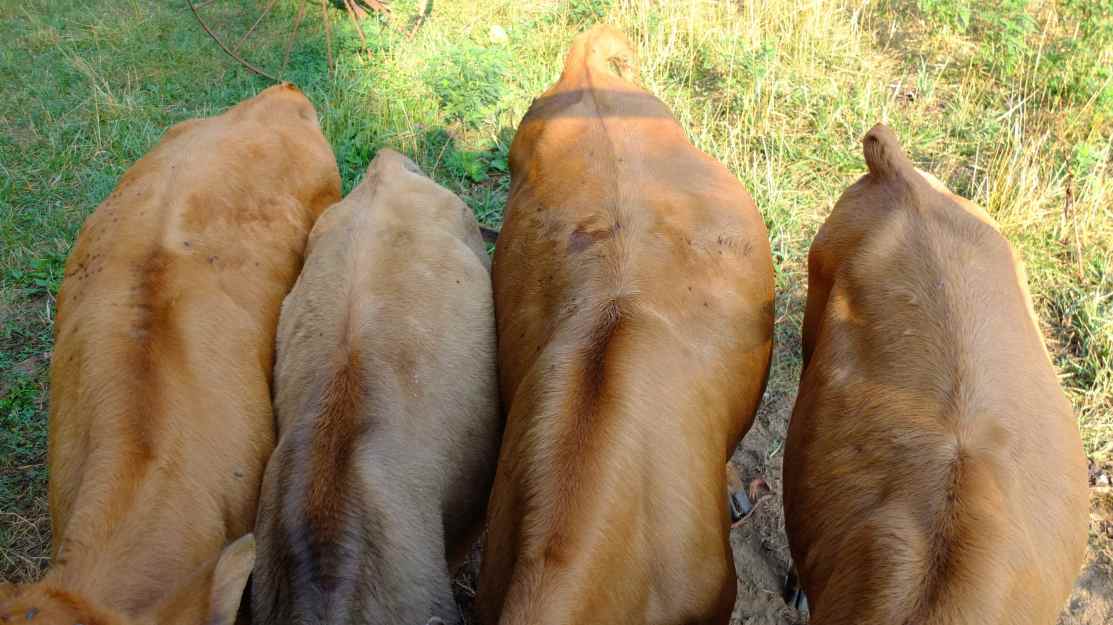 quand l'estomac est plein, ça fait comme une petite bosse sur le flanc droit !