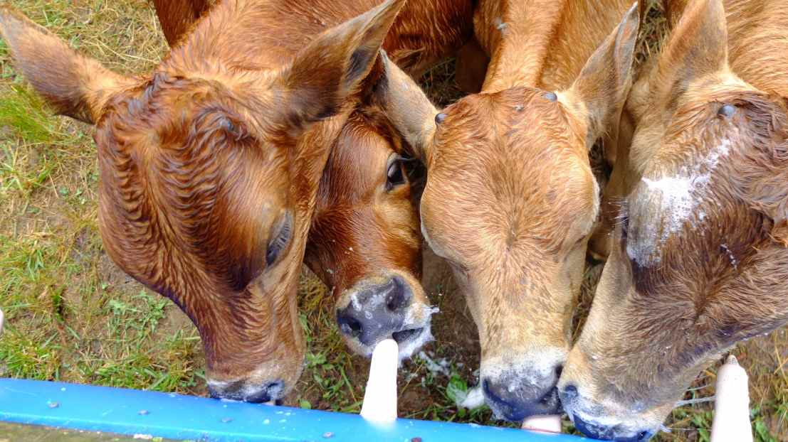 calves having breakfast